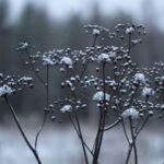 Cold Forming - a close up of a plant with snow on it