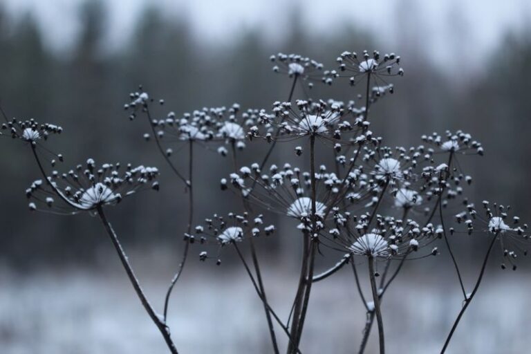 Cold Forming - a close up of a plant with snow on it