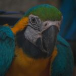 Nano-coatings - a close up of a blue and yellow parrot