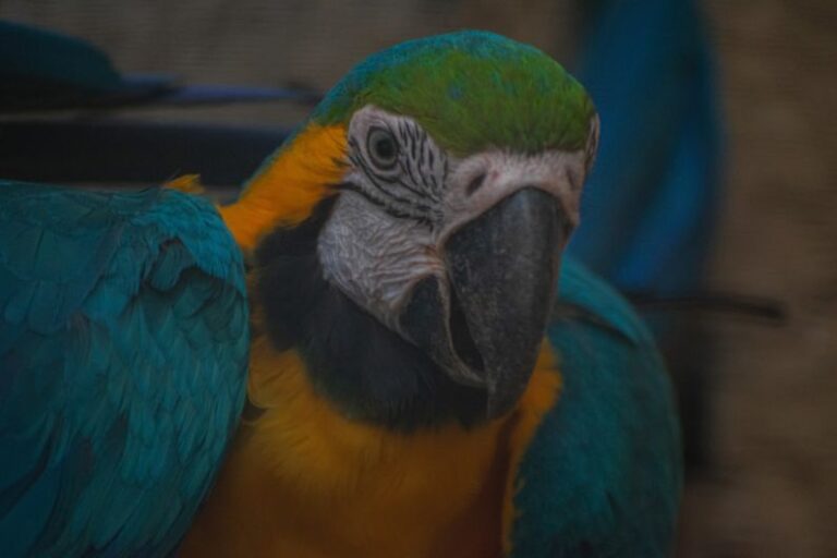 Nano-coatings - a close up of a blue and yellow parrot