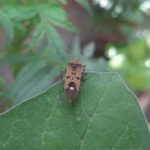 Environmental Controls - a bug sitting on top of a green leaf